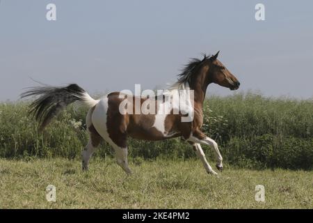 Paint Horse im Sommer Stockfoto