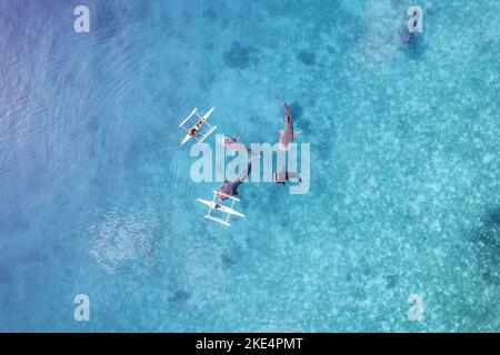 Whalesharks schwimmen in Ozeandrohnen-Luftaufnahmen Cebu Philippinen Stockfoto