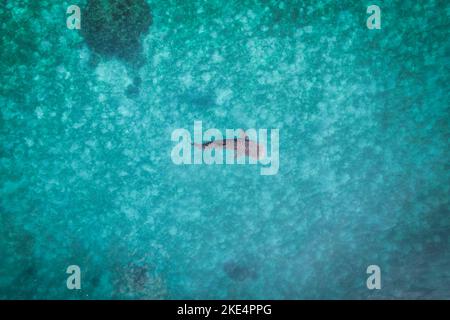 Whalesharks schwimmen in Ozeandrohnen-Luftaufnahmen Cebu Philippinen Stockfoto