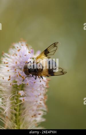 Pelluzide Schwebefliege Stockfoto