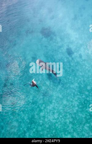 Whalesharks schwimmen in Ozeandrohnen-Luftaufnahmen Cebu Philippinen Stockfoto