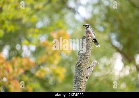 Ein selektiver Fokus eines Eurasischen eichelhähers (Garrulus glandarius), der auf einem getrockneten Baumstamm in einem Wald thront Stockfoto