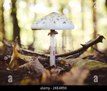 Nahaufnahme eines frischen Sonnenschirmpilzes, der an einem hellen Herbsttag aus den Blättern im Wald aufsteigt. Der Hintergrund ist nicht fokussiert. Stockfoto