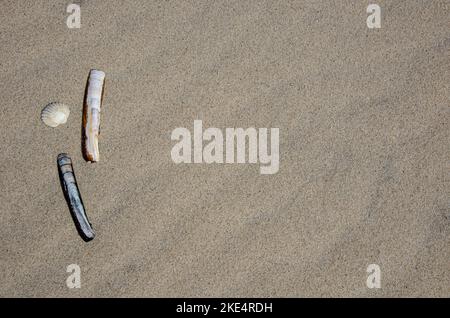 Blick aus der Nähe auf die Herzmuschel und die normalen Rasierhockerschalen, die an einem Sandstrand liegen Stockfoto