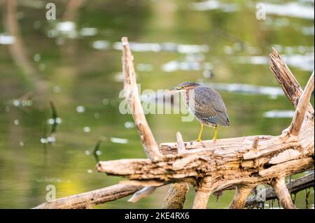 Ein selektiver Schwerpunkt eines grünen Reiher (Butorides virescens), der auf einem trockenen Baumzweig an einem See thront Stockfoto