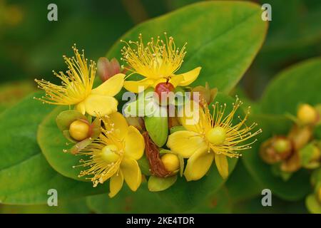 Eine Nahaufnahme eines tutsan (Hypericum androsaemum) mit Blüten und Früchten Stockfoto