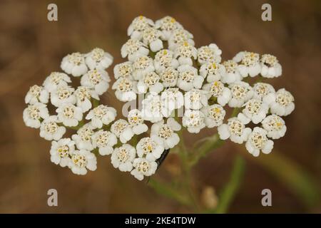 Eine Nahaufnahme von Schafgarbe (Achillea millefolium) Blüten Stockfoto