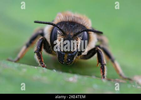 Nahaufnahme einer weiblichen Holzschnitzerei-Biene (Megachile ligniseca), die auf einem Blatt sitzt Stockfoto