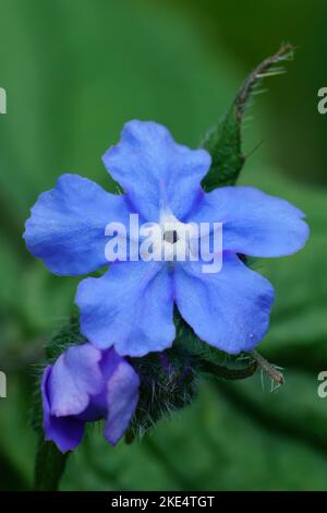 Eine Nahaufnahme einer blauen Blume des grünen Alkanets (Pentaglottis) auf natürlichem unscharfen Hintergrund Stockfoto