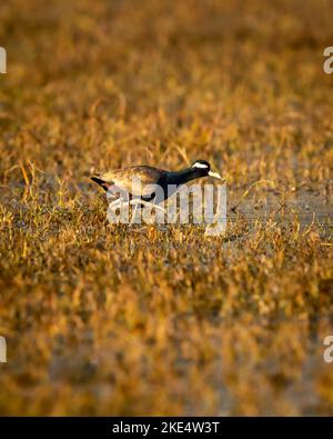 Bronze geflügelte Jacana oder Metopidius indicus Porträt in Feuchtgebiet von keoladeo ghana Nationalpark oder bharatpur Vogelschutzgebiet rajasthan indien asien Stockfoto