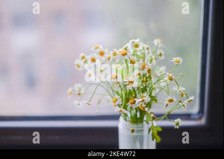 Ein Haufen zarter Kamillen (Matricaria chamomilla) in einer kleinen Vase, die auf eine Fensterbank gestellt wird Stockfoto