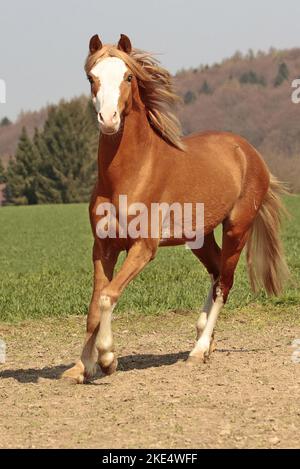 Tragend Welsh Cob Stockfoto