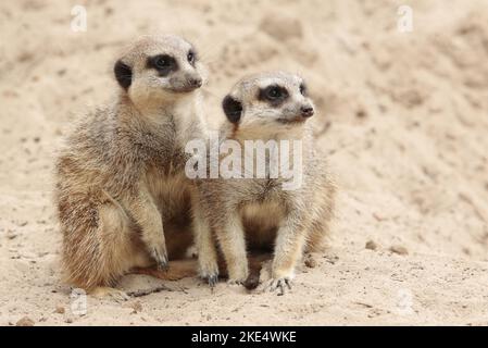 suricats Stockfoto