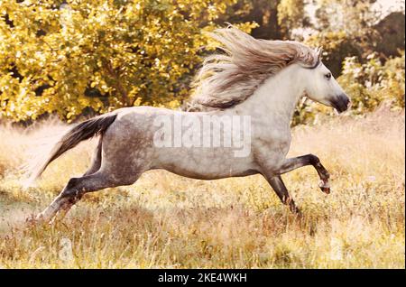 Pura Raza Espanola Hengst Stockfoto