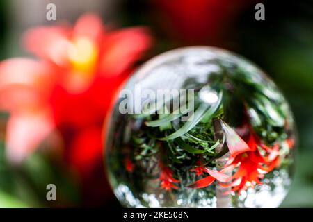 Eine klare Kristallkugel, die eine leuchtend rote Blume auf einem unscharfen Hintergrund reflektiert Stockfoto