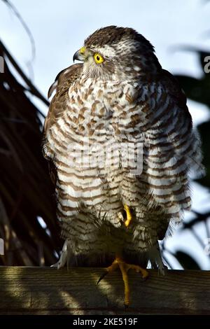 Eine vertikale Nahaufnahme eines Sperbers (Accipiter nisus), der auf einem Ast eines Baumes sitzt und zur Seite schaut Stockfoto