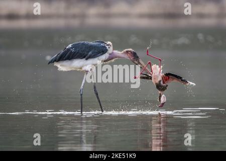 Marabou Storch tötet Flamingo Stockfoto