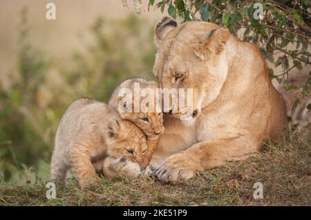 Löwin mit jungen Stockfoto