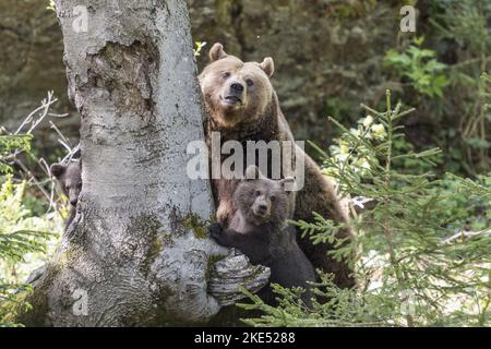 Braunbären Stockfoto