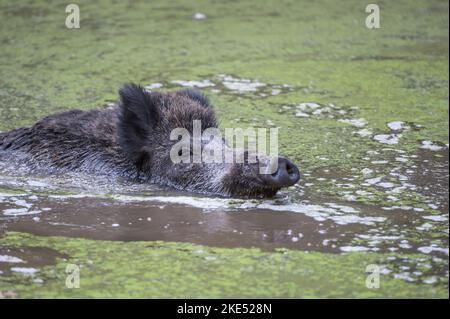 Wildschwein im Wasser Stockfoto