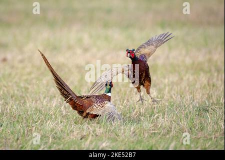 Ringhalsfasane auf der Wiese Stockfoto