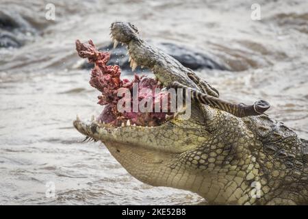 Nilkrokodil frisst Zebra Stockfoto