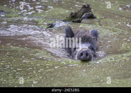 Wildschwein im Wasser Stockfoto