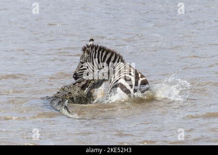 Nilkrokodil tötet Zebra Stockfoto