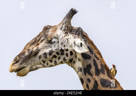 Giraffe mit rot-billed Oxpecker Stockfoto