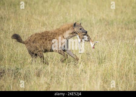 Gefleckte Hyäne mit Beute Stockfoto