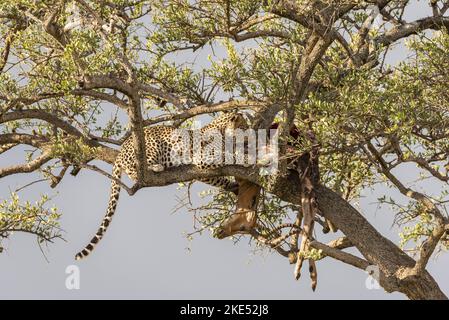 Leopard auf einem Baum Stockfoto