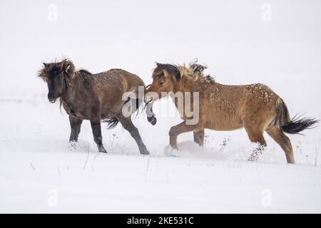 Kampf gegen isländische Pferde Stockfoto
