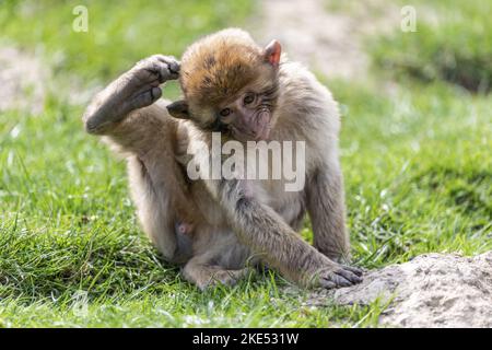 Sitzender Berberaffe Stockfoto