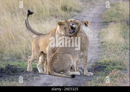 Löwin mit jungen Stockfoto