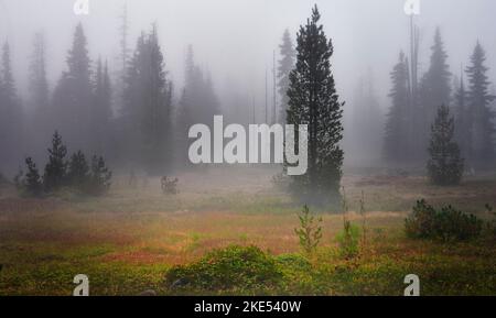 Ein Hintergrund von hohen Nadelbäumen, die im Nebel auf einer wunderschönen herbstlichen alpinen Wiese stehen. Stockfoto