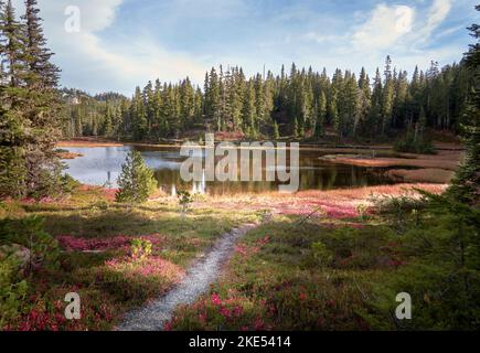 Lebhafte Herbstansicht von leuchtend rosa Wildblumen und einem Kiesweg, der durch eine alpine Wiese mit einem Teich führt, der von immergrünen Bäumen umgeben ist. Stockfoto