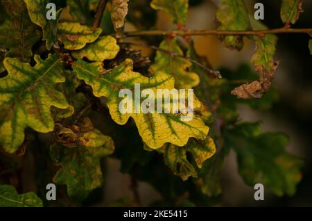 Eichenblätter im Herbst bei Sonnenuntergang. Quercus robur Stockfoto