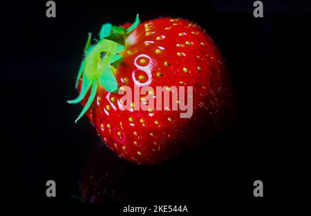 Makro-Nahaufnahme einer einzelnen isolierten reifen roten Erdbeerfrucht mit grünen Blättern auf schwarzer reflektierender Glasplatte, die von Studiolicht beleuchtet wird Stockfoto