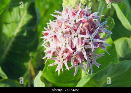Eine Nahaufnahme der schönen rosa auffälligen Milchkrautblüte in einem Garten Stockfoto