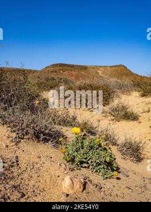 Canary Fleabane (Pulicaria canariensis) blühend, wächst in der Wüste, Lanzarote, Kanarische Inseln, Spanien. Stockfoto