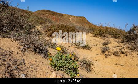 Gelb blühende Kanarienfleabane (Pulicaria canariensis), wächst in der Wüste, Lanzarote, Kanarische Inseln, Spanien. Stockfoto