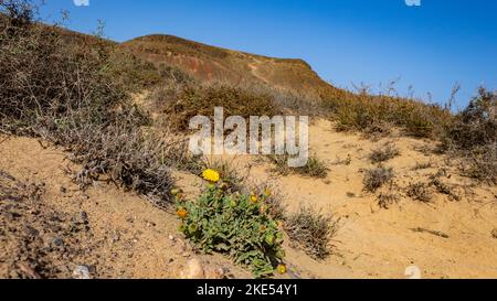 Wüstenwildblume in Lanzarote Landschaft Stockfoto