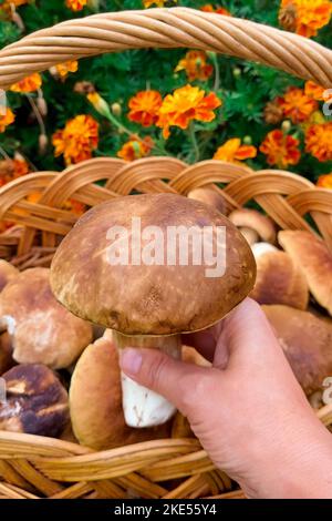 Pilze in der Hand einer Frau auf dem Hintergrund eines Pilzkorbs Stockfoto