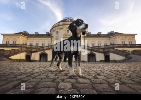 Royal Standard Pudel für Erwachsene Stockfoto