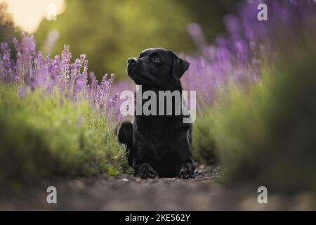 Labradoodle-Mongrel im Sommer Stockfoto