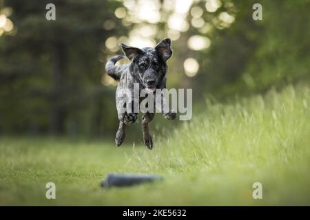 Aussiedor im Sommer Stockfoto
