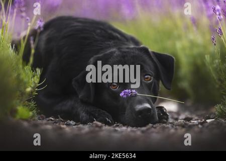 Labradoodle-Mongrel im Sommer Stockfoto