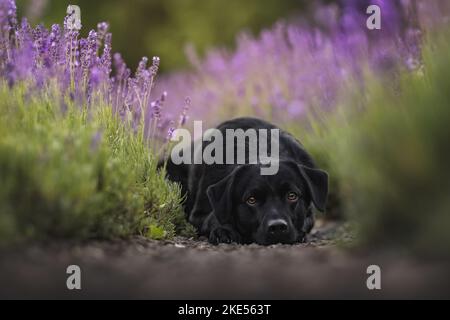 Labradoodle-Mongrel im Sommer Stockfoto