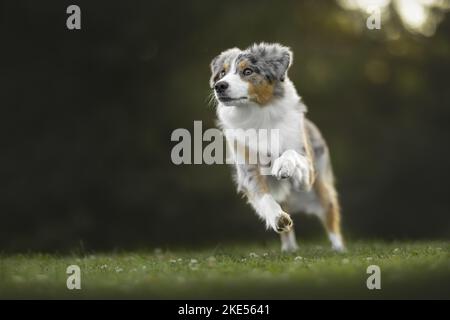 Australian-Shepherd-Border-Collie im Sommer Stockfoto