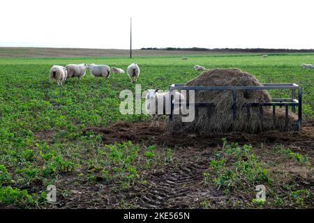 Schaffütterung auf einem Futterfeld an der Westwalisküste von Pembrokeshire Großbritannien 2022 KATHY DEWITT Stockfoto